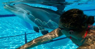 delfin robot, alternativa para el cautiverio de los animales, edge innovations