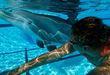 delfin robot, alternativa para el cautiverio de los animales, edge innovations