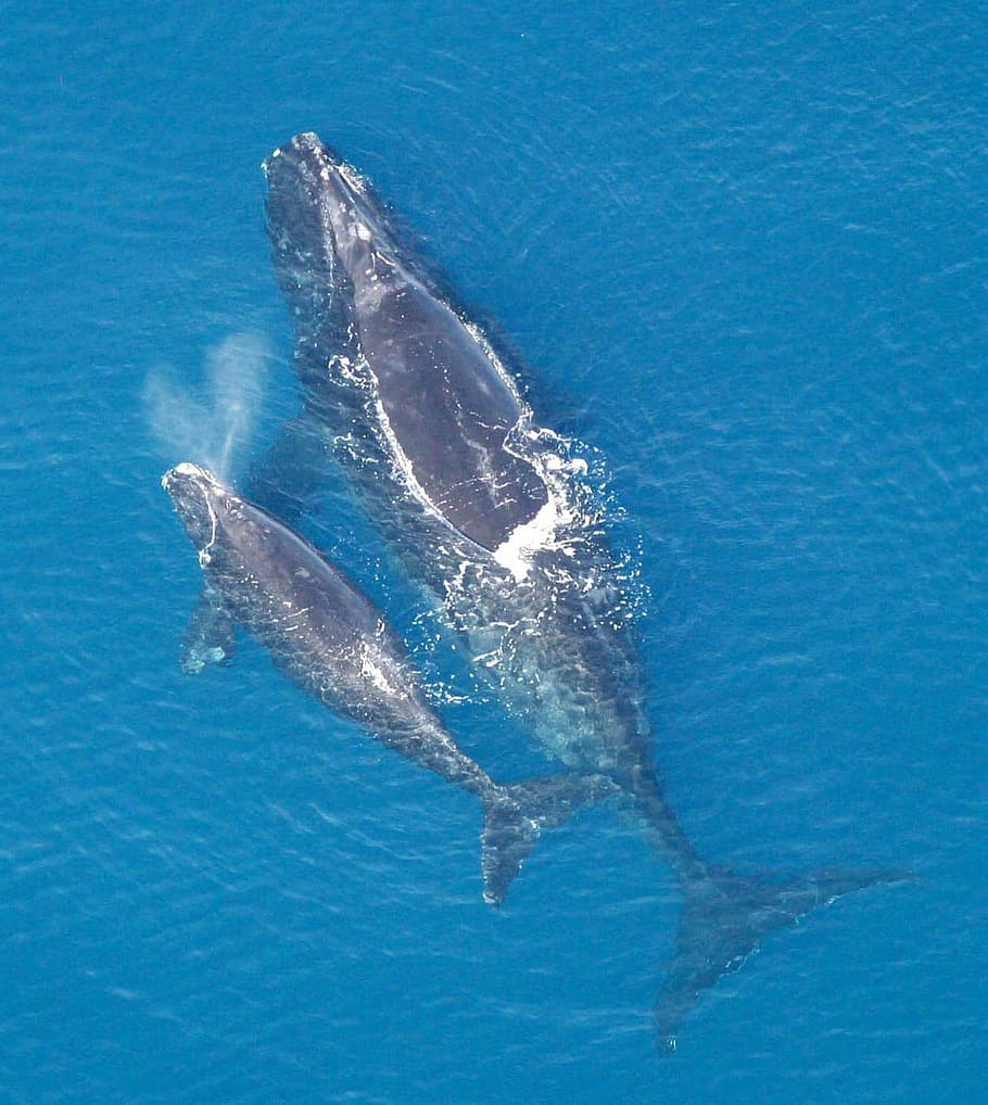 La ballena franca del Atlántico Norte - especie en peligro critico de extinción